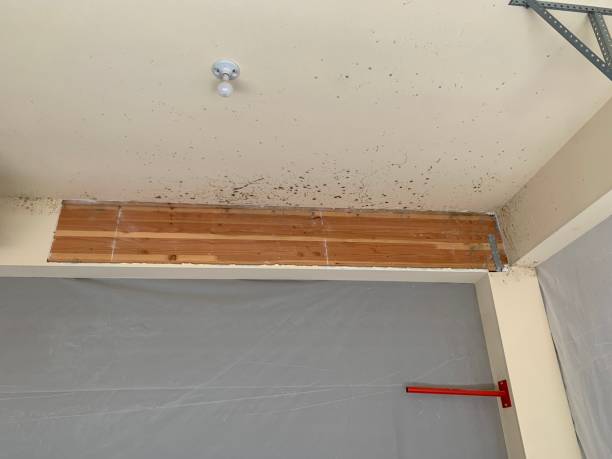Best Mold Documentation for Insurance Claims  in Parchment, MI