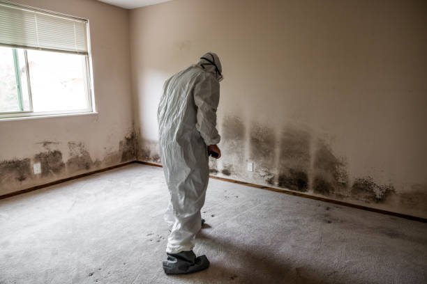 Best Asbestos and Lead Testing During Mold Inspection  in Parchment, MI